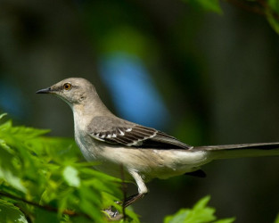 Hannah: The State Bird of Tennessee is pictured here. It is the Northern Mockingbird, and is the fastest type of bird in the lower 48 states. It weighs over 2 lbs, and is very heavy for its size! It has gray feathers, but underneath, it has bright purple feathers!