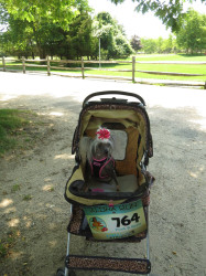 Pooh: "Mom and I did it! Of course I only walked 1 and 1/2 miles of it, because I'm getting too old, I have diabetes, and it was 85 degrees out. So my mom pushed me in my stroller the rest of the way :) We are looking forward to the next one!!"
