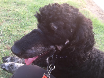 Melissa: "This is slower than my usual pace, but it was the first time that I completed a 5K with my dog, Henry (a 1-year old standard poodle)!  He's learning how to run next to me instead of tripping me up!  :)"