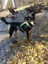 Mary: Trail running with my pup is the best part of my week!
