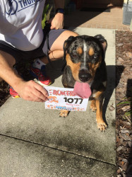 Betty: Lots of stops to sniff around, but my 5K (with my Daddy) is complete.  #catahoula5K