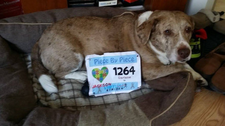 Darlene: Beautiful day for my dog Dixie and I to do her 1st 5k!