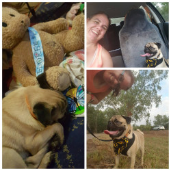 Willow: Spark my pug and I decided to walk the 5kms in a couple of lots. He loved it and he loves his medal.