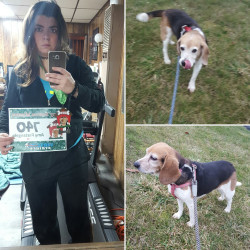 Amy: Did my 5k with Webster and Betty today.  They're beagles so they had to stop and sniff everything. Lol But we got it in.