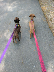 Amy: Walking with my pups!