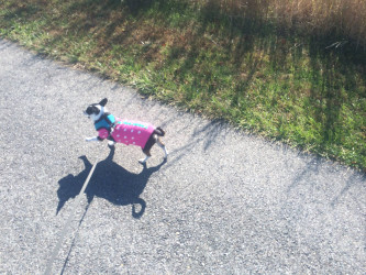 Tina: Abby the Chi and I got a 5k in on this Veteran's Day