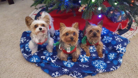 Theresa: I did for my pups!! Munchie, Chewie & Jazzie