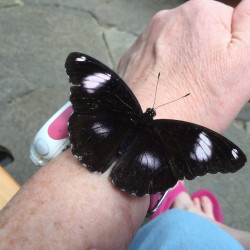 Linda: Canalside Trail, Turner's Falls, Massachusetts, followed by a visit to Magic Wings Butterfly Conservatory in Deerfield!